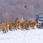 harimau-di-china-jalani-puasa-demi-kesehatan