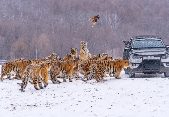 harimau-di-china-jalani-puasa-demi-kesehatan