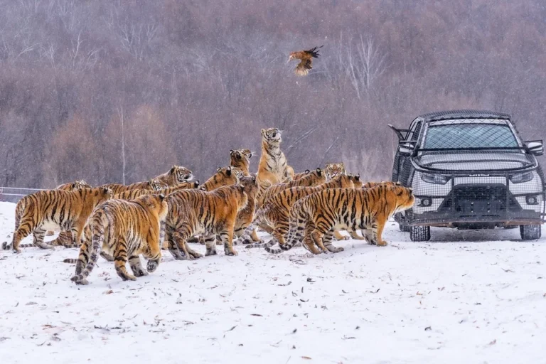 harimau-di-china-jalani-puasa-demi-kesehatan