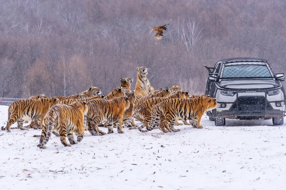 harimau-di-china-jalani-puasa-demi-kesehatan