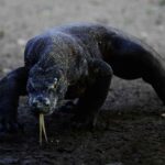 perdagangan-komodo-ilegal-digagalkan-sebelum-ke-thailand