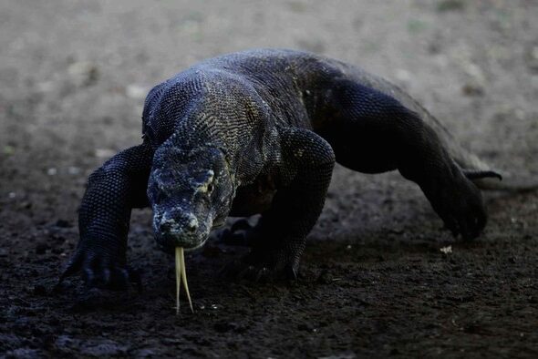 perdagangan-komodo-ilegal-digagalkan-sebelum-ke-thailand