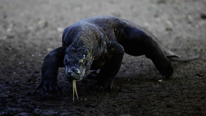 perdagangan-komodo-ilegal-digagalkan-sebelum-ke-thailand