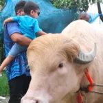 kerbau-albino-viral-kini-diselamatkan-ke-kebun-binatang