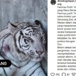 harimau-putih-semarang-mati-ini-penyebab-resminya