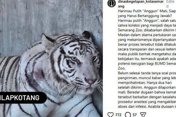 harimau-putih-semarang-mati-ini-penyebab-resminya