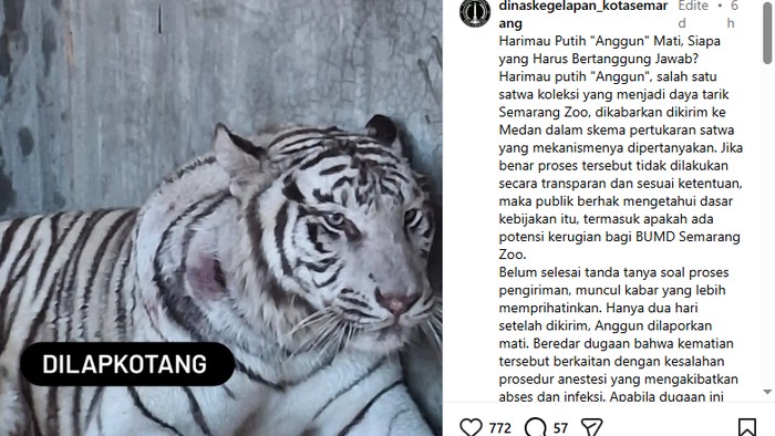 harimau-putih-semarang-mati-ini-penyebab-resminya