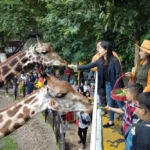 kebun-binatang-surabaya-tegaskan-satwa-kini-sehat