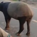 tapir-dilindungi-dibunuh-di-lampung-bksda-selidiki-kasus