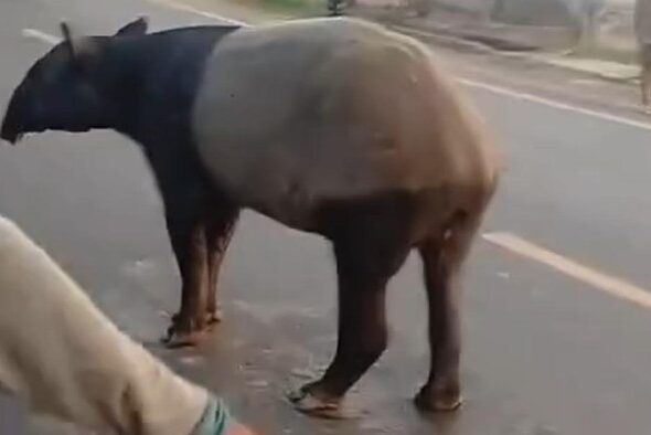 tapir-dilindungi-dibunuh-di-lampung-bksda-selidiki-kasus