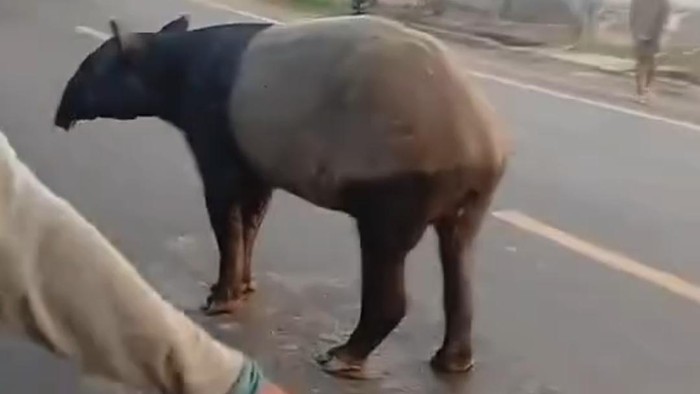 tapir-dilindungi-dibunuh-di-lampung-bksda-selidiki-kasus