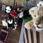 kafe-singa-thailand-makin-populer-turis-digigit-anak-singa