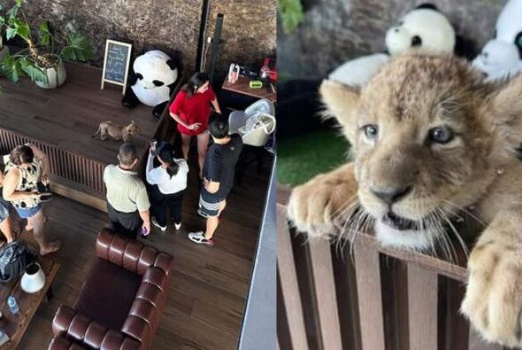 kafe-singa-thailand-makin-populer-turis-digigit-anak-singa