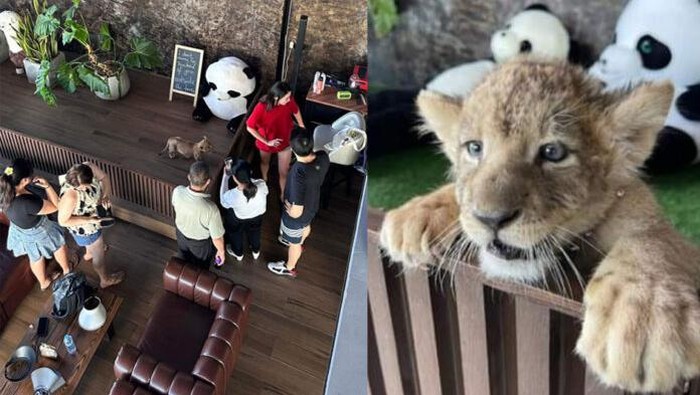 kafe-singa-thailand-makin-populer-turis-digigit-anak-singa