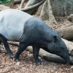 penjaga-singapore-zoo-digigit-tapir-begini-kondisinya
