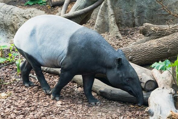 penjaga-singapore-zoo-digigit-tapir-begini-kondisinya