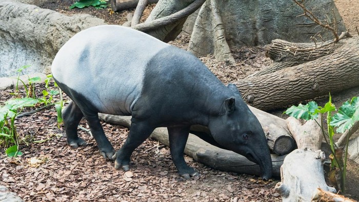 penjaga-singapore-zoo-digigit-tapir-begini-kondisinya