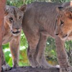 10-kematian-singa-tanzania-diduga-keracunan