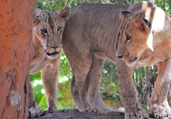 10-kematian-singa-tanzania-diduga-keracunan