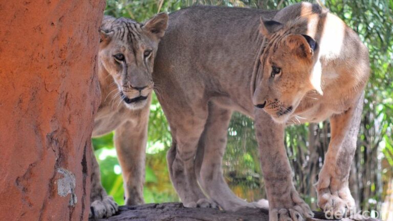 10-kematian-singa-tanzania-diduga-keracunan