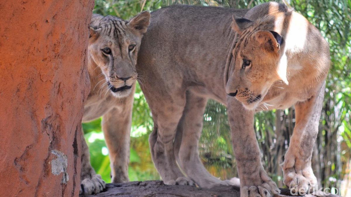 10-kematian-singa-tanzania-diduga-keracunan
