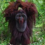 2-destinasi-wisata-satwa-liar-indonesia-masuk-daftar-dunia
