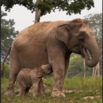 anak-gajah-lisa-lahir-sehat-di-tesso-nilo-jadi-kabar-baik