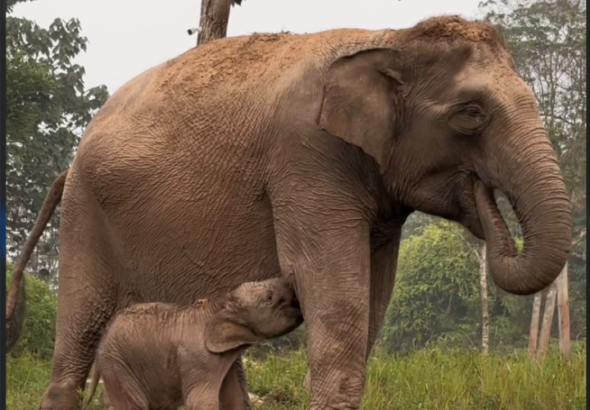anak-gajah-lisa-lahir-sehat-di-tesso-nilo-jadi-kabar-baik