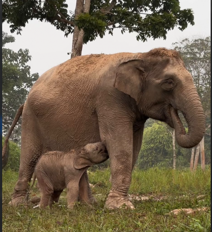 anak-gajah-lisa-lahir-sehat-di-tesso-nilo-jadi-kabar-baik