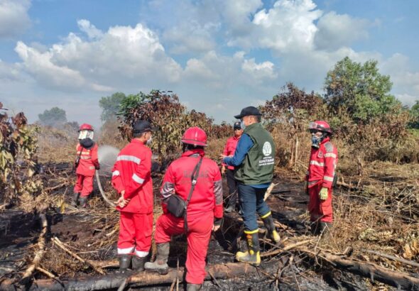 kebakaran-hutan-kalbar-46-orang-utan-diselamatkan