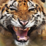 turis-tewas-diserang-harimau-di-kebun-binatang-inggris