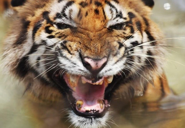 turis-tewas-diserang-harimau-di-kebun-binatang-inggris