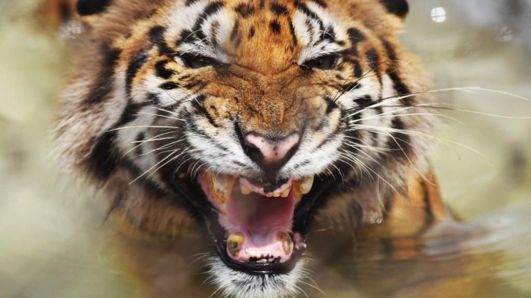 turis-tewas-diserang-harimau-di-kebun-binatang-inggris